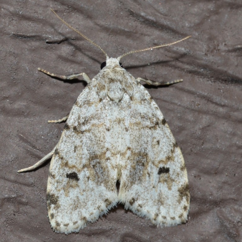 Clemensia (Clemensia)