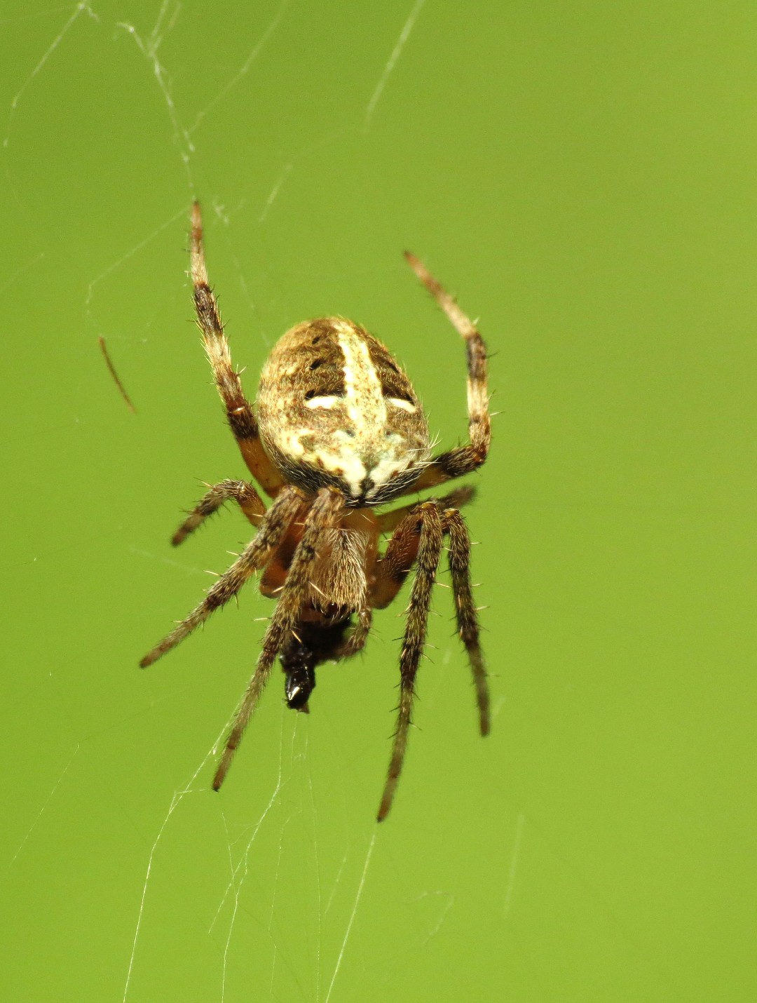 Neoscona domiciliorum (Neoscona domiciliorum) - Picture Insect