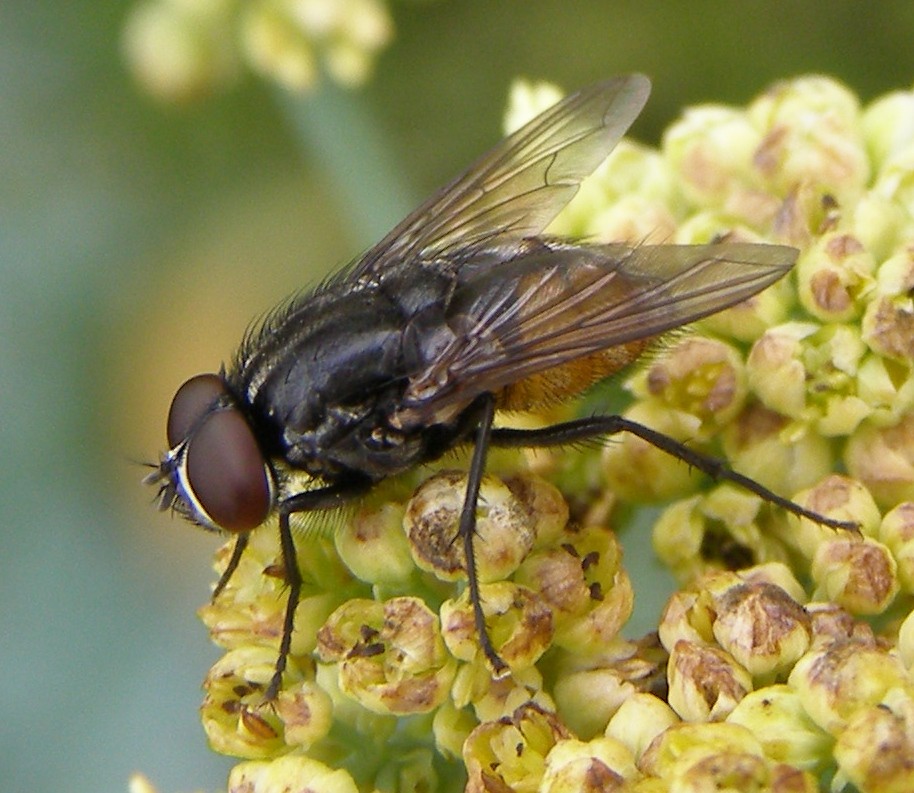 Musca (Musca)