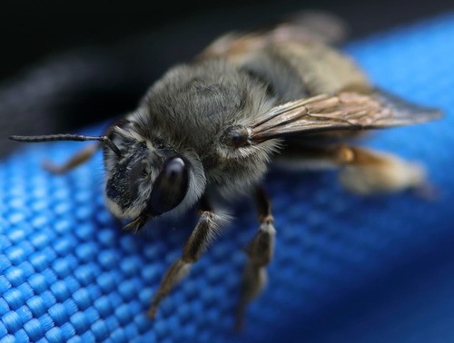 Mountain-digger bees (Habropoda)