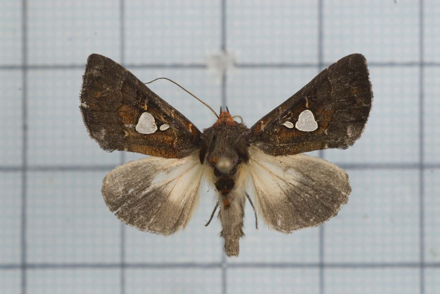 Extremoplusia (Extremoplusia)