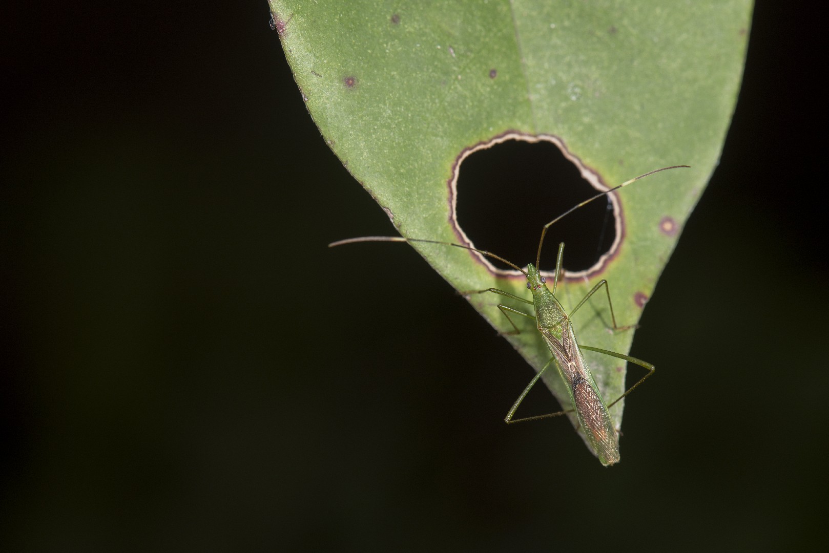 Leptocorisa (Leptocorisa)