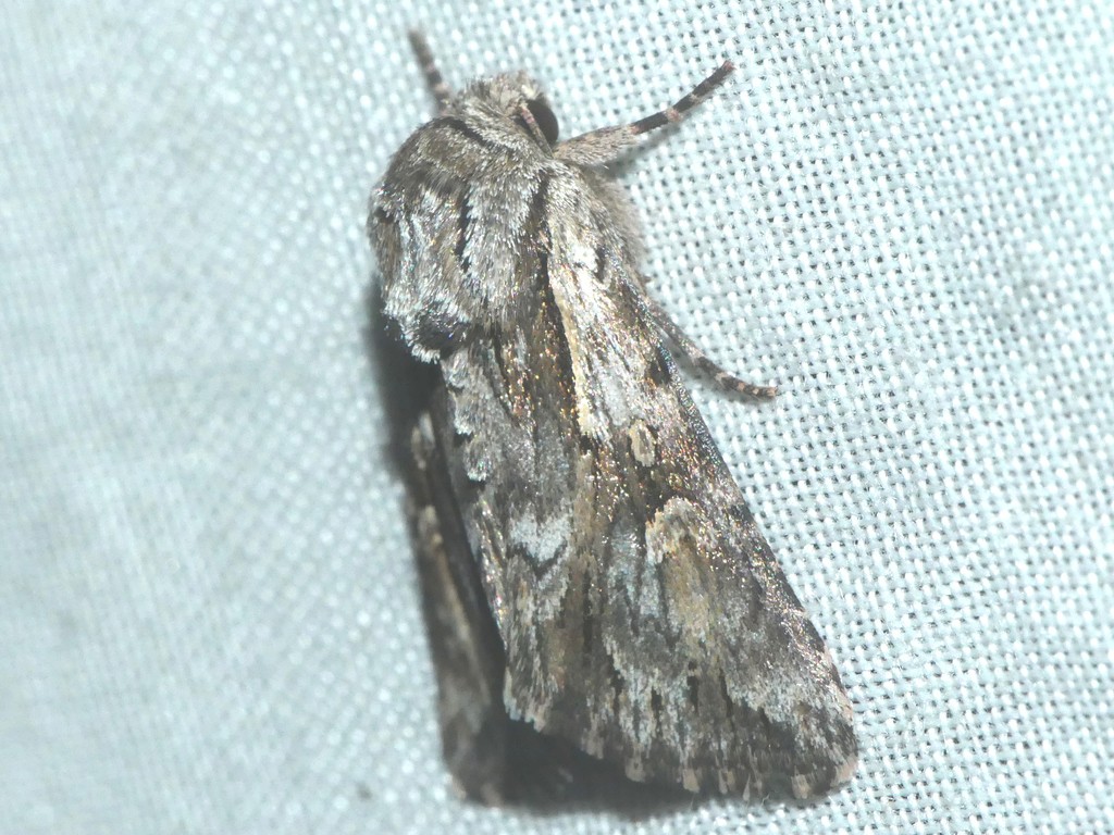 Pale-Shouldered Cloud