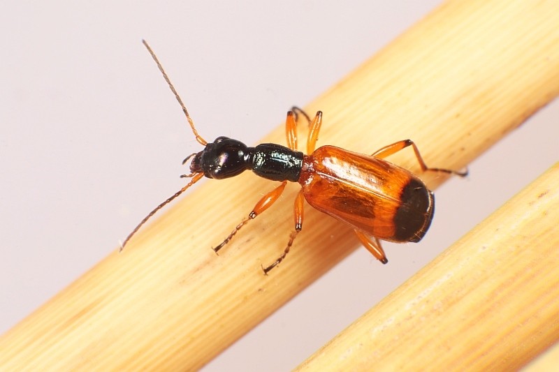 Odacantha (Odacantha)