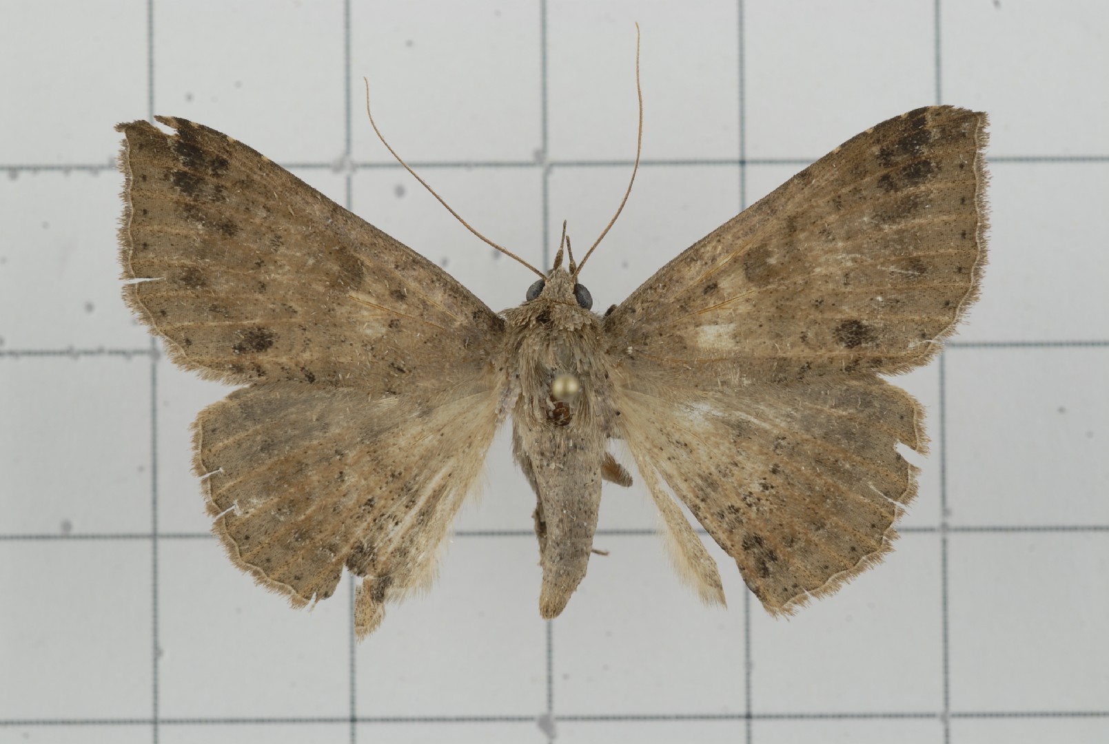 Ericeia (Ericeia)