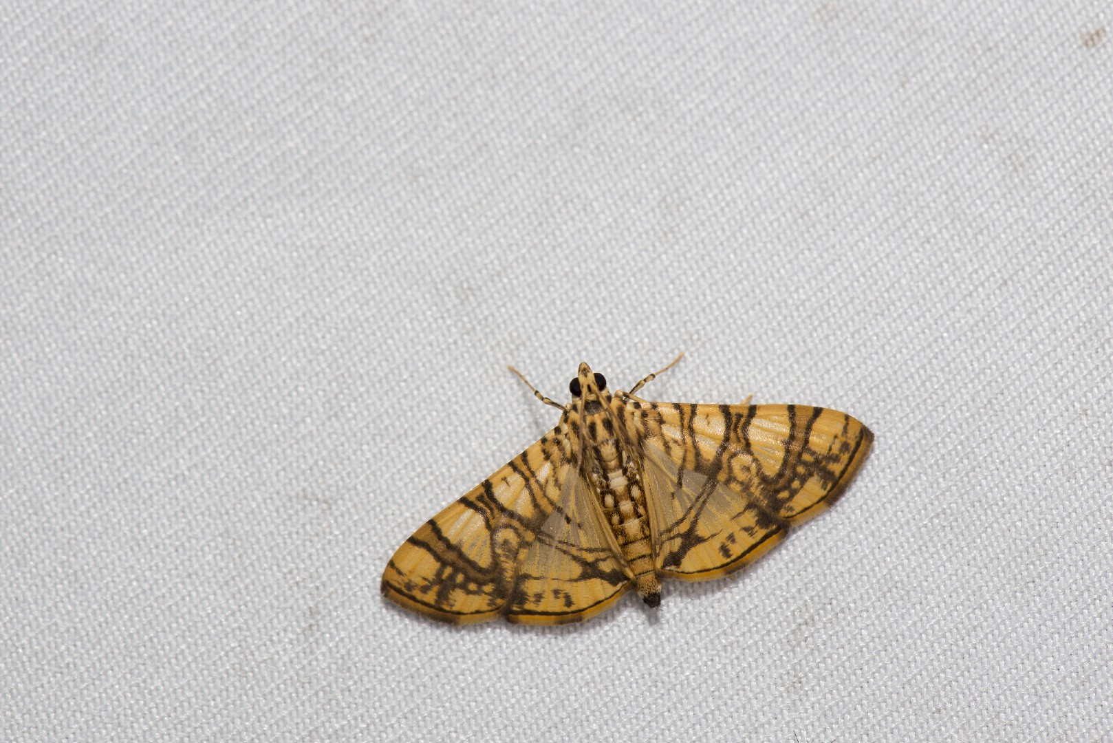 Jackfruit Insect Jackfruit Fruit Borer
