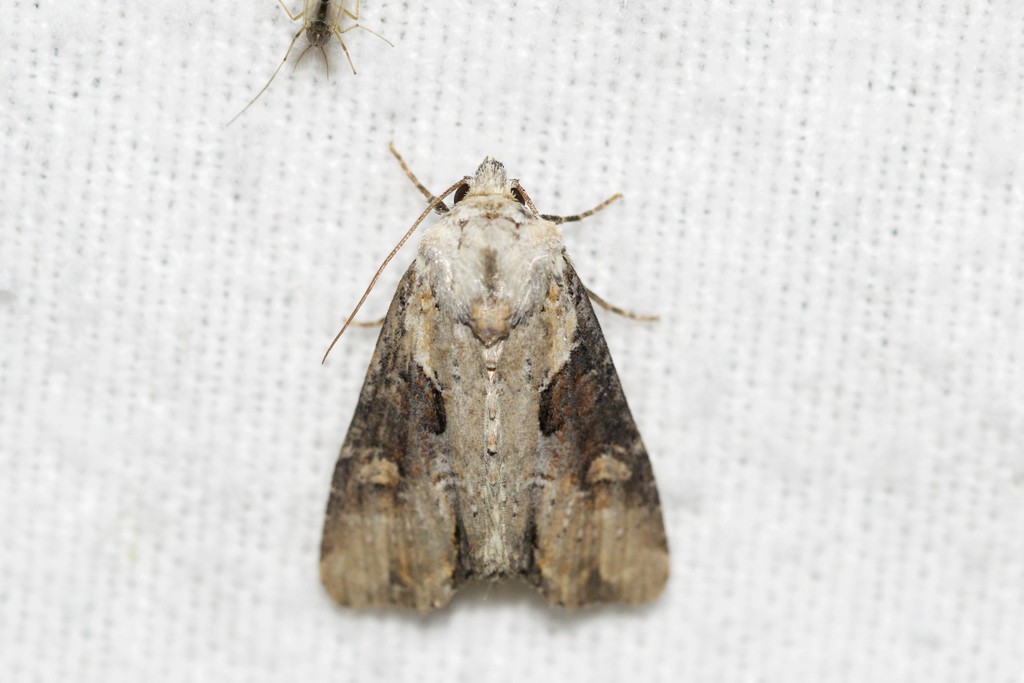 Lateroligia (Lateroligia)