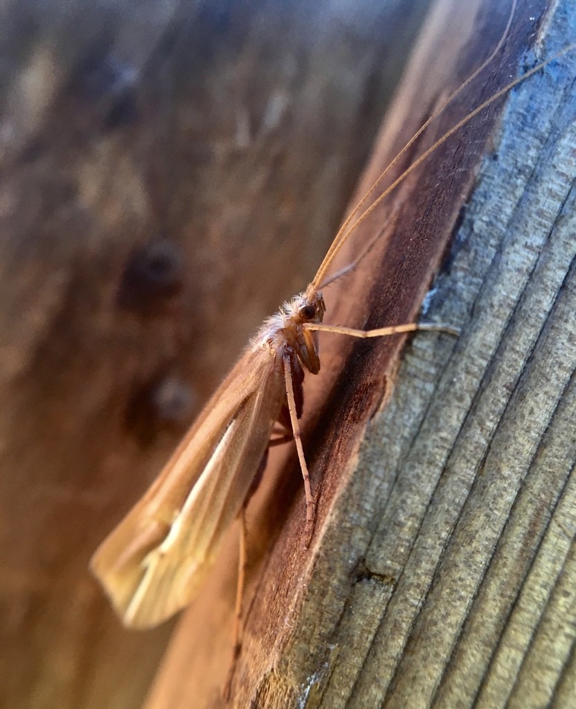 Psychoglypha (Psychoglypha)