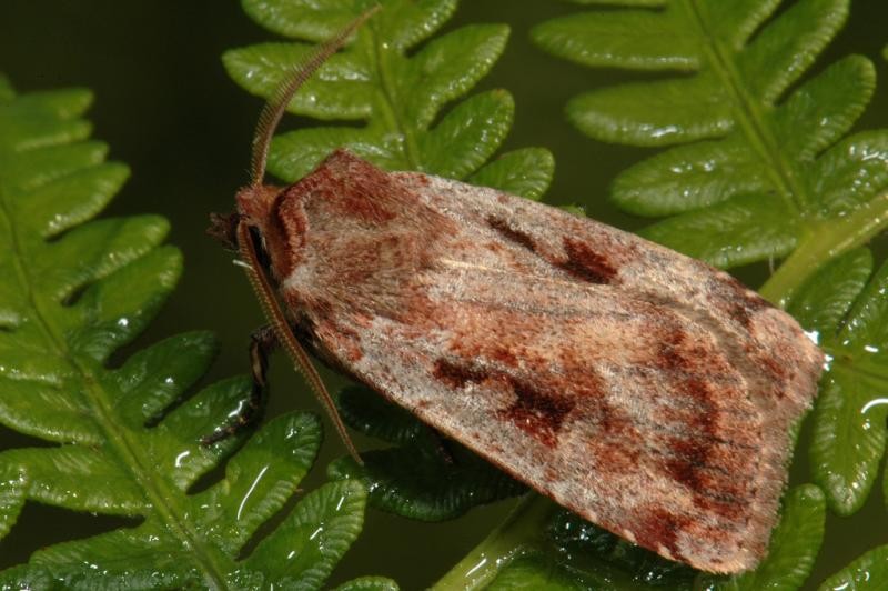 Coenophila (Coenophila)