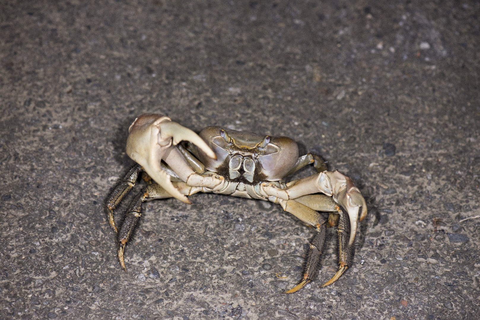 Land crab