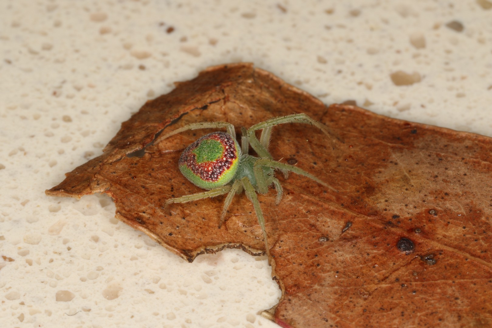 Araneus circulissparsus (Araneus circulissparsus) - Picture Insect