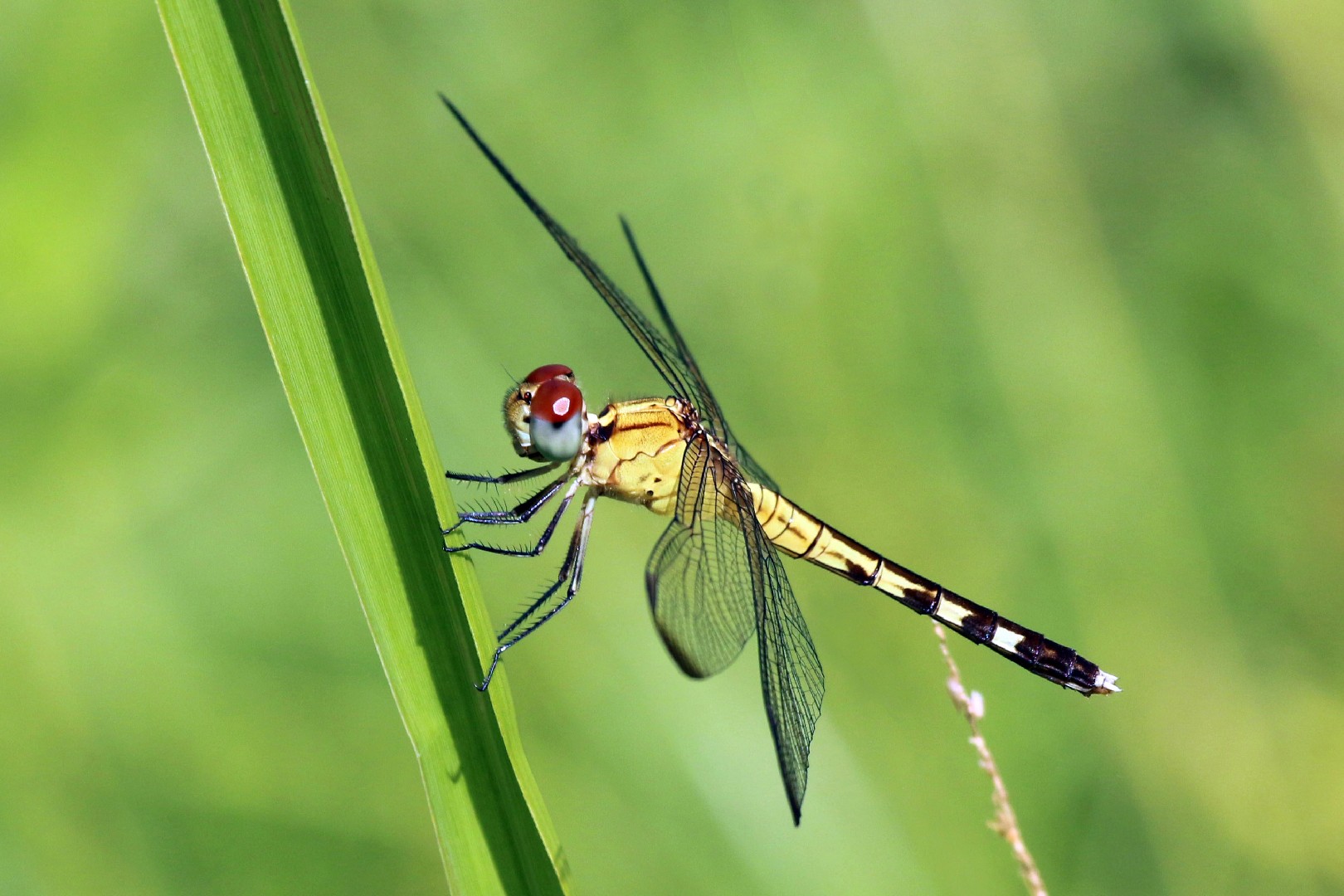 Dragonlets (Erythrodiplax)