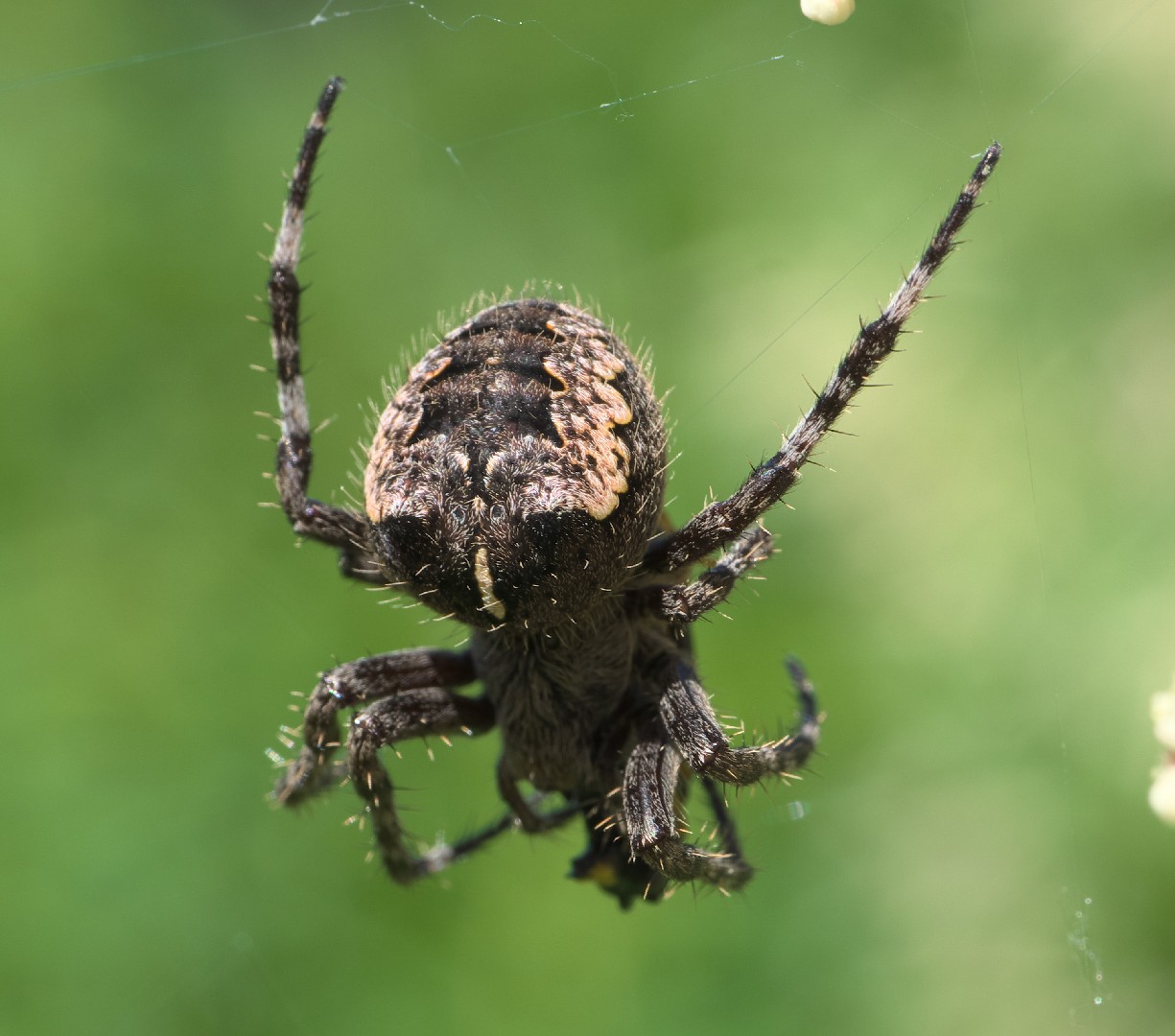 Araneus saevus (Araneus saevus) - Picture Insect