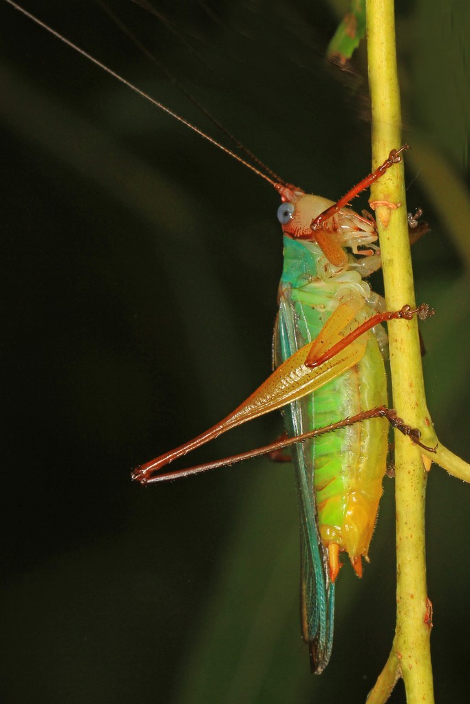 Greater meadow katydids (Orchelimum)