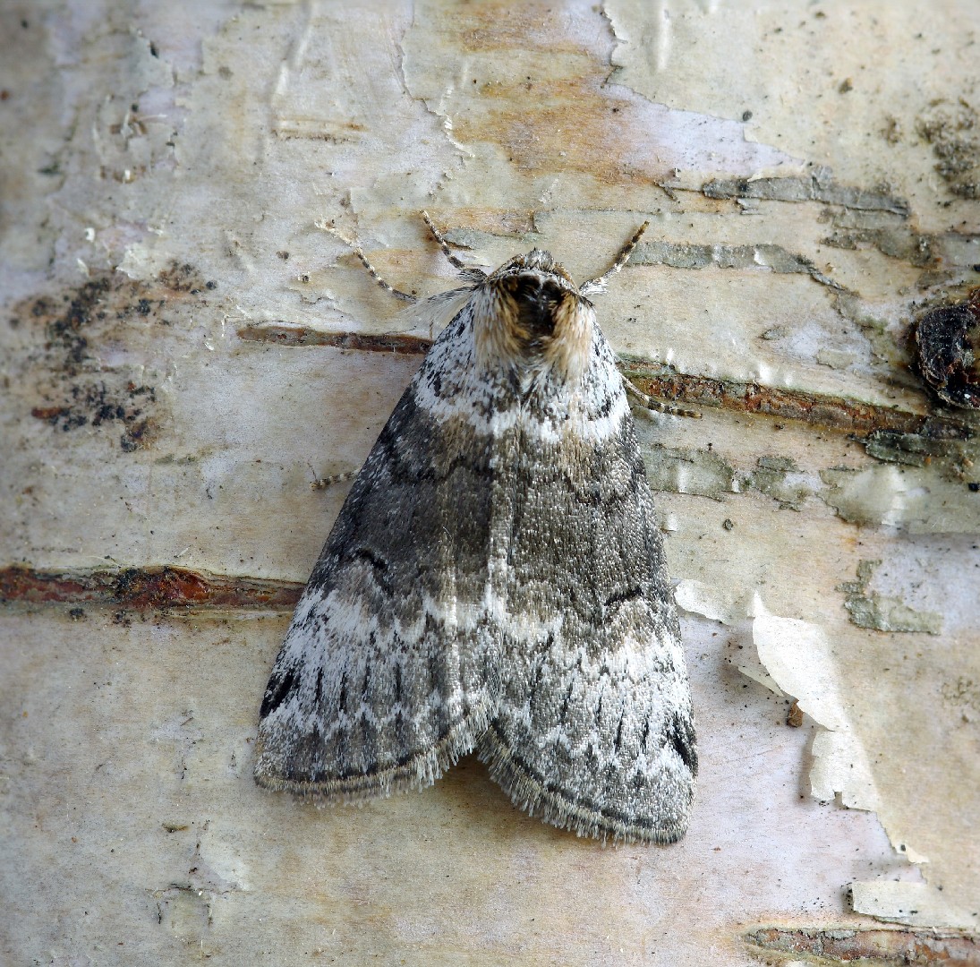 Tetheella (Tetheella)