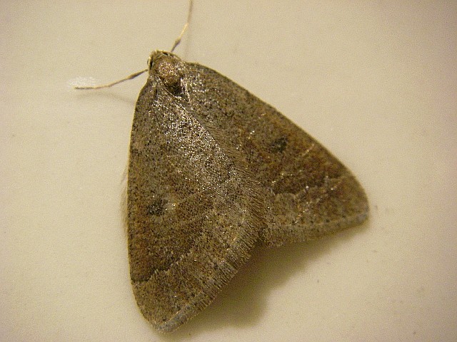 Terios (Theria)