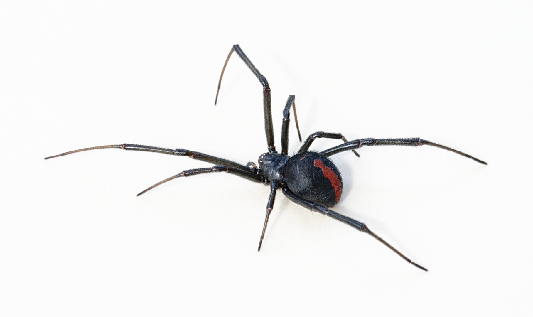 Австралийская вдова (Latrodectus hasselti) - Picture Insect