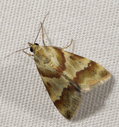 Mimoschinia (Mimoschinia)