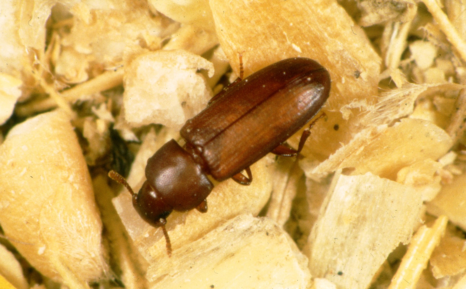 コクヌストモドキ (Tribolium castaneum) - Picture Insect