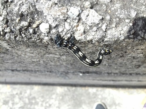 Acronyctodes mexicanaria