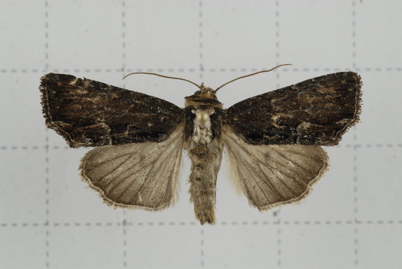 Dipterygina (Dipterygina)