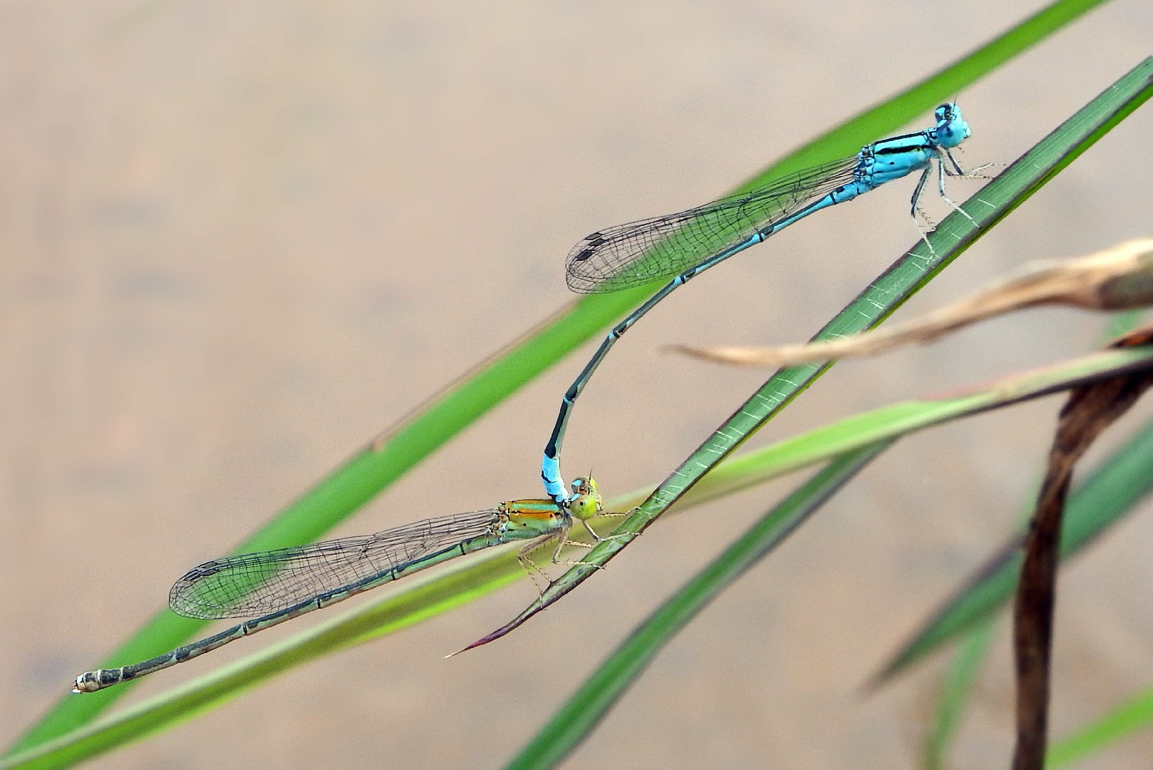 Blue riverdamsel