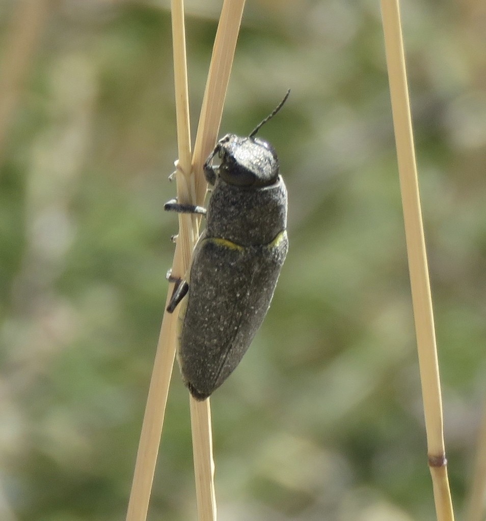 Hippomelas (Hippomelas)