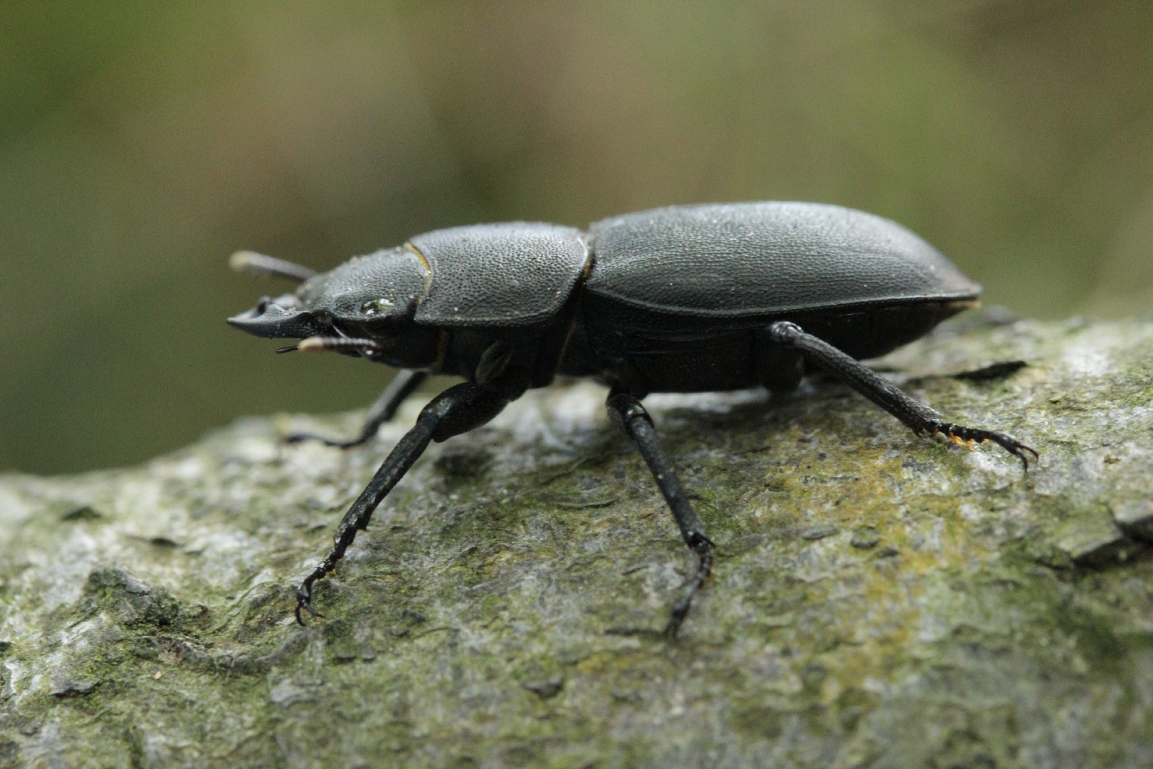 Оленёк обыкновенный (Dorcus parallelipipedus) - Picture Insect