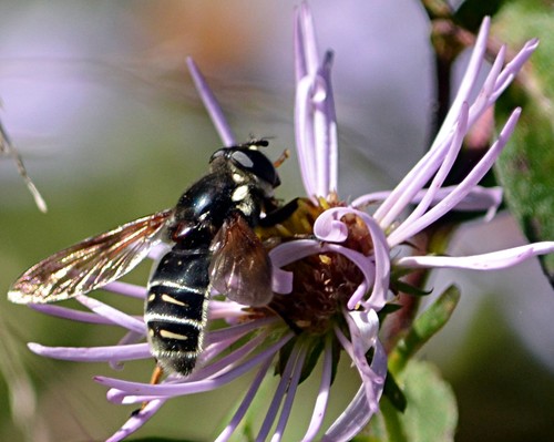 militaris militaris) Picture Insect