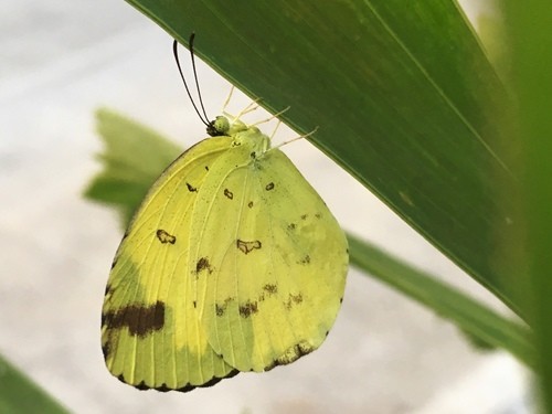 Chocolate grass yellow