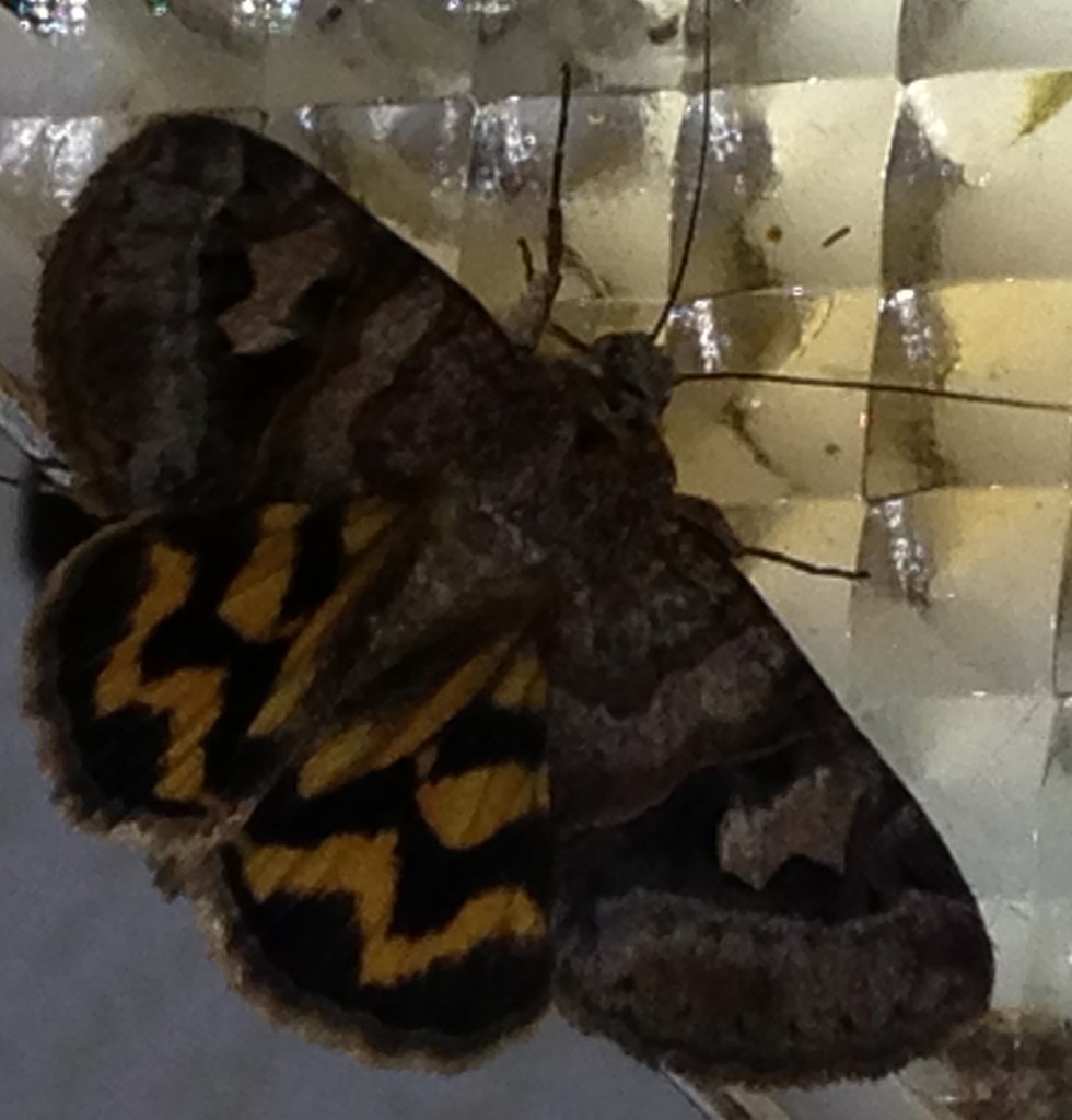 Drasteria (Drasteria)