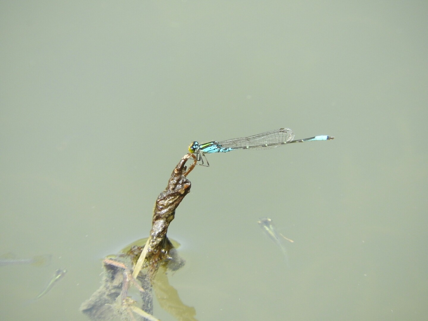 Yellow-faced damselflies (Neoerythromma)