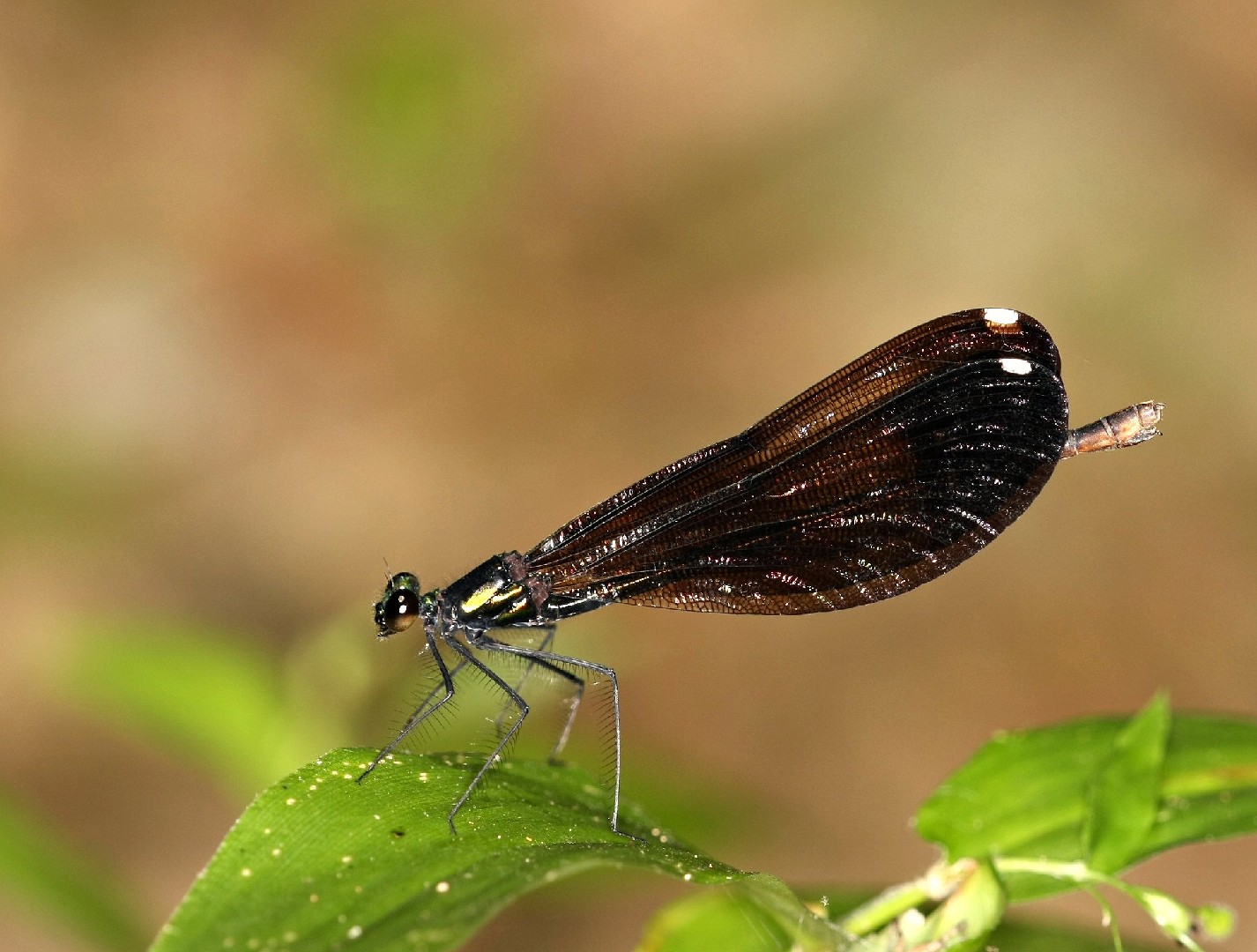 Calopteryx maculata (Calopteryx maculata) - Picture Insect