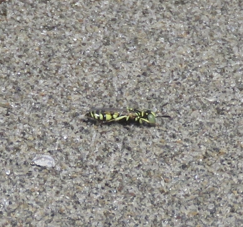 Philanthus (Philanthus)