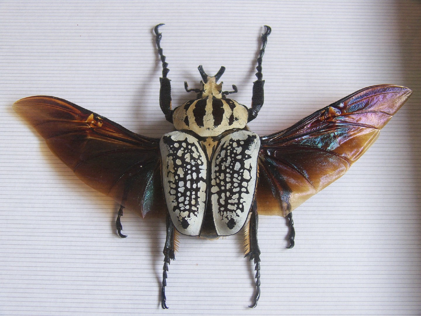 シラフゴライアス (Goliathus orientalis) - Picture Insect