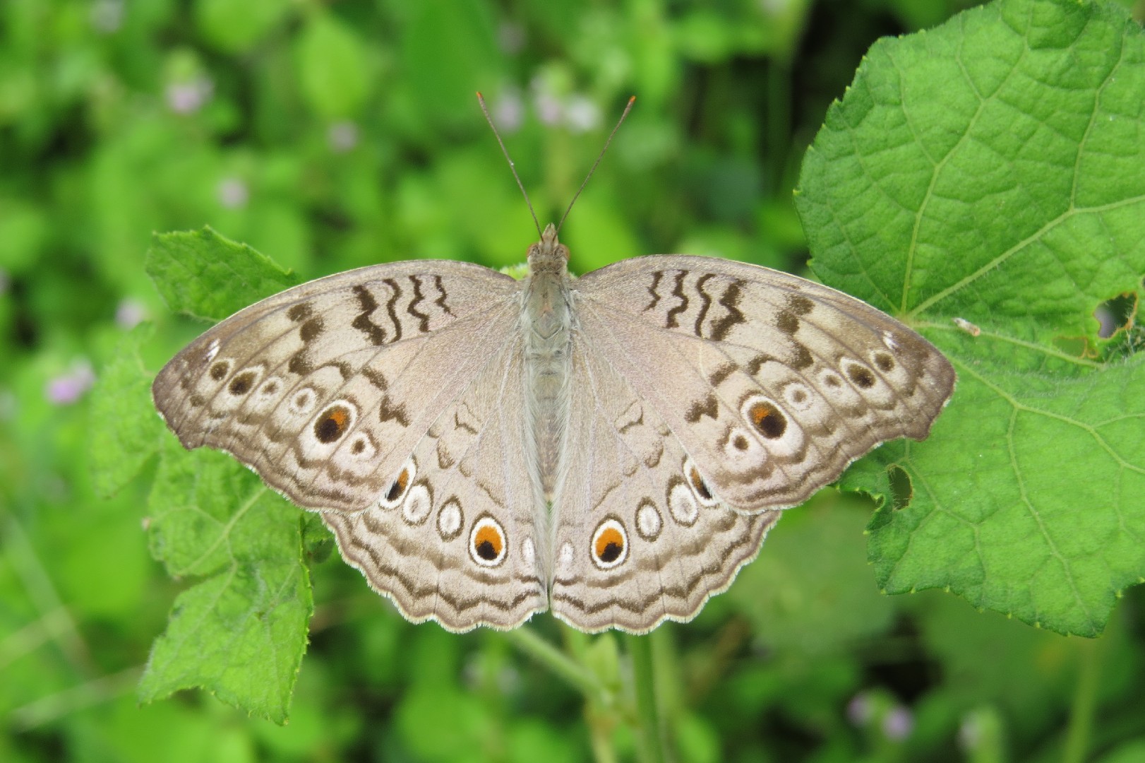 Grey pansy