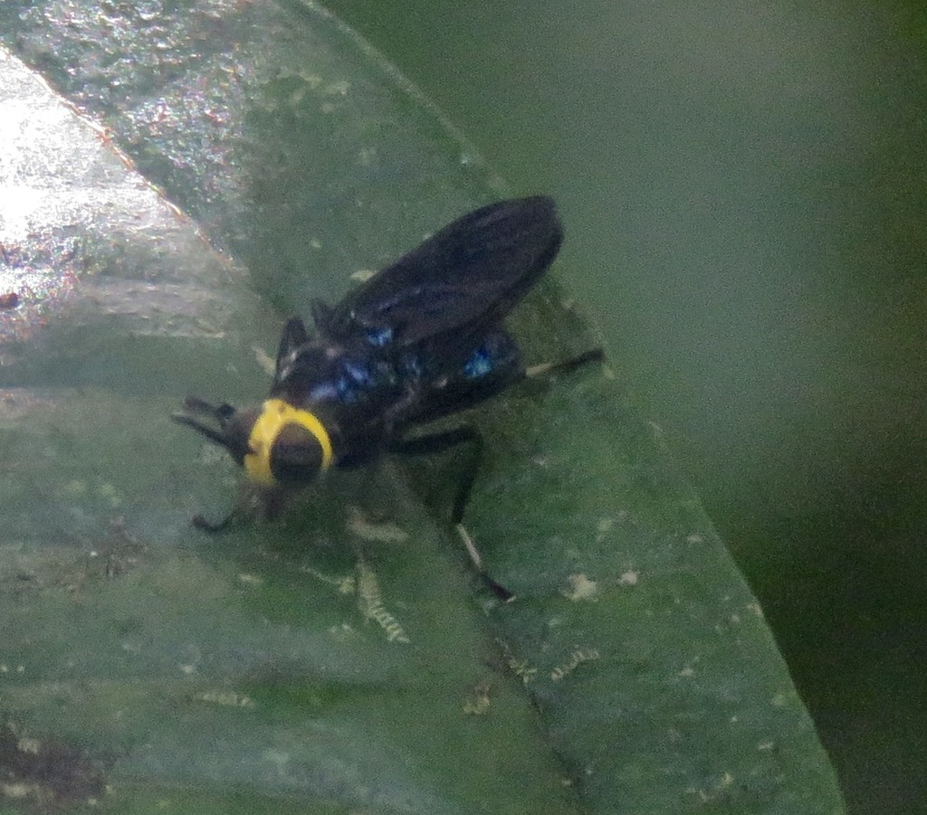 Cyphomyia (Cyphomyia)