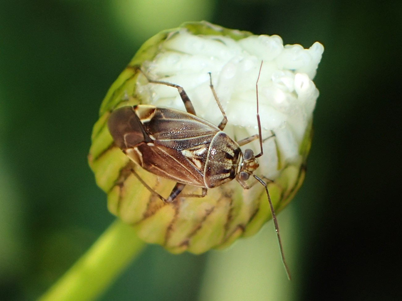 Tarnished Plant Bug Lygus Lineolaris