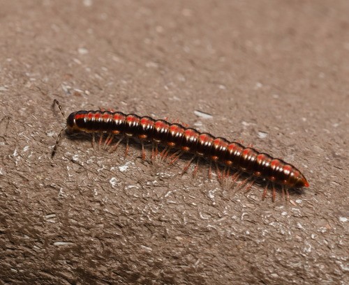 繞馬陸屬 (Helicorthomorpha)