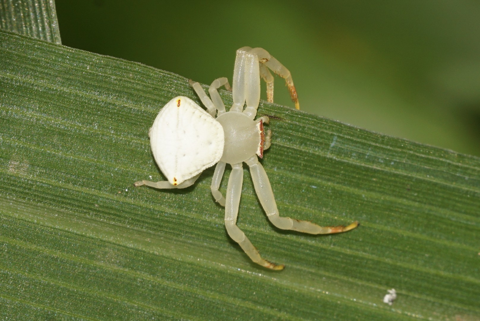 Цветочный паук (Misumena vatia) - Picture Insect