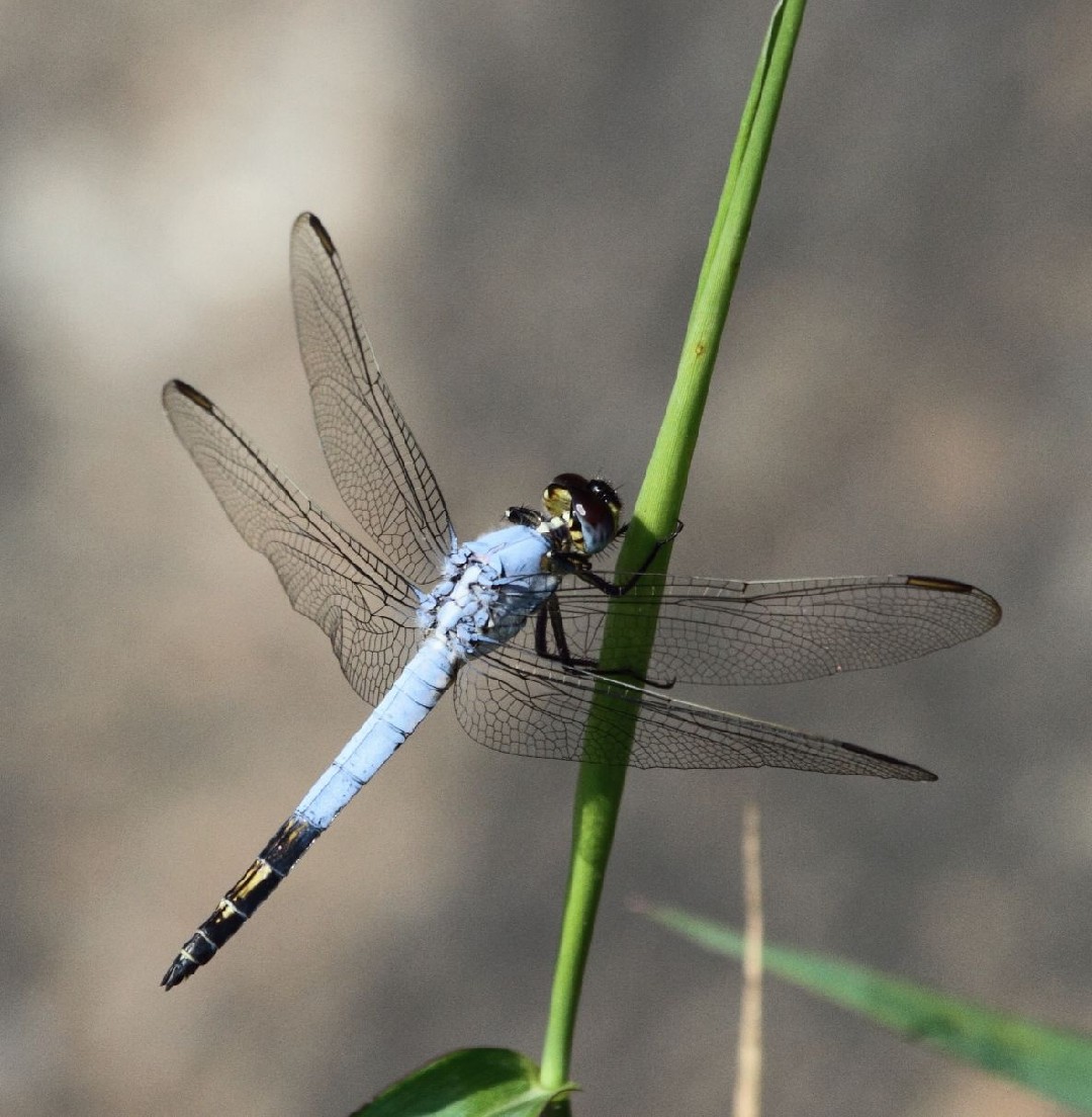 Nesciothemis (Nesciothemis)