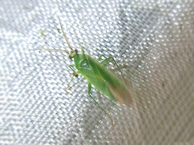 Orthotylus (Orthotylus)