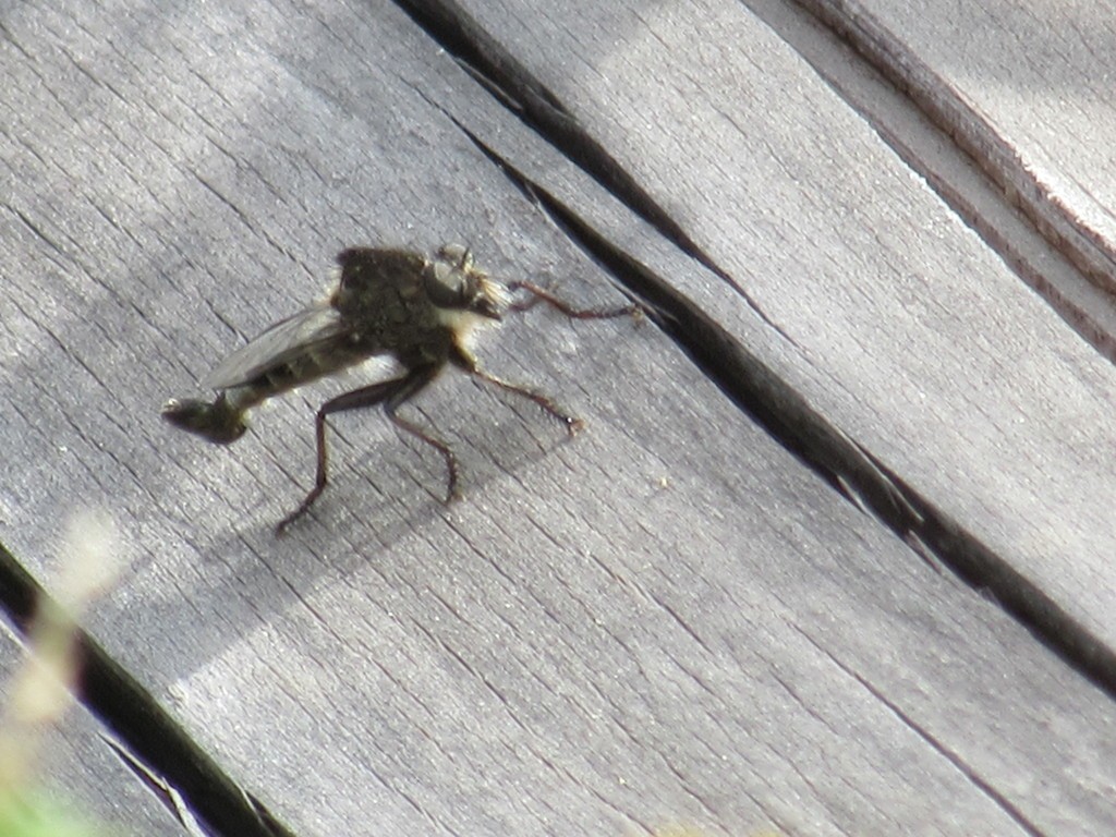 Moscas ladronas (Efferia)