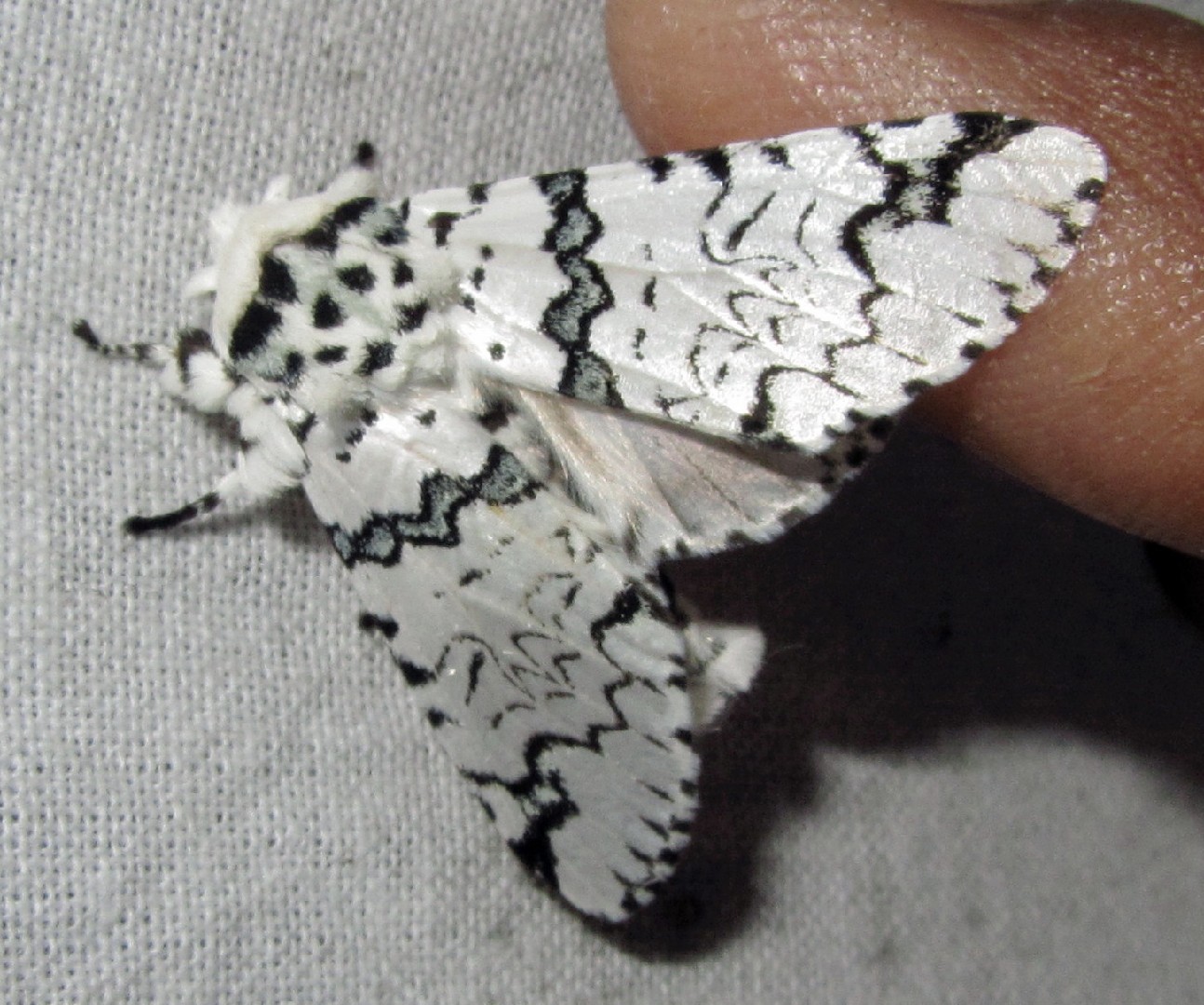 Neocerura (Neocerura)