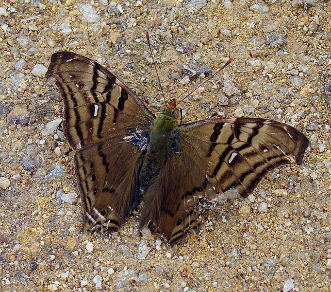 Banded mapwing