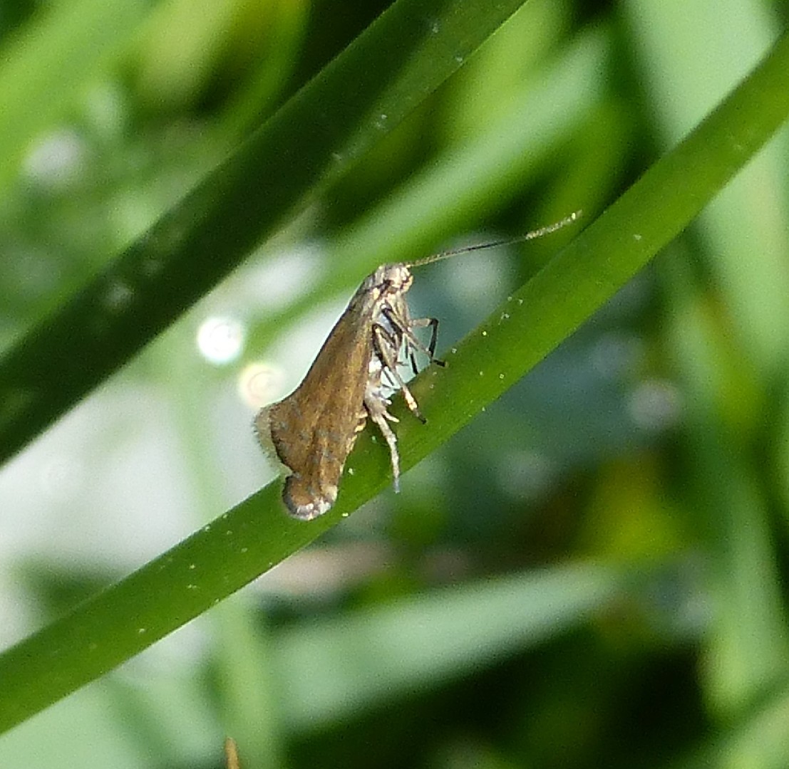 雕翅蛾屬 (Glyphipterix)