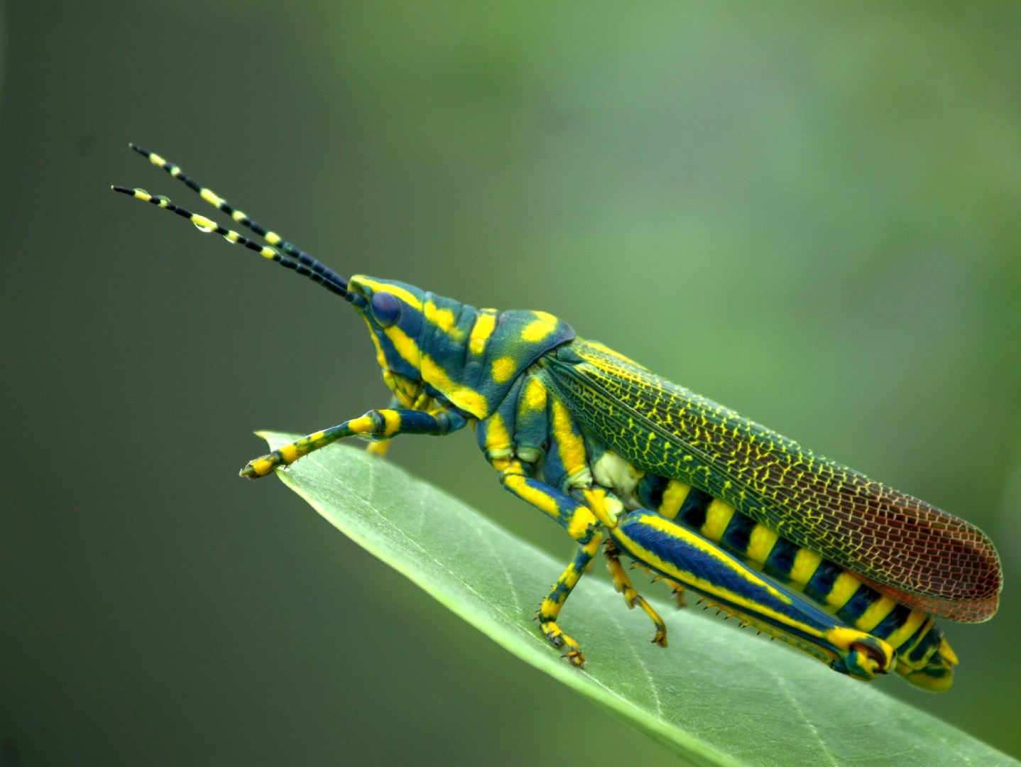 Poekilocerus pictus (Poekilocerus pictus) Picture Insect