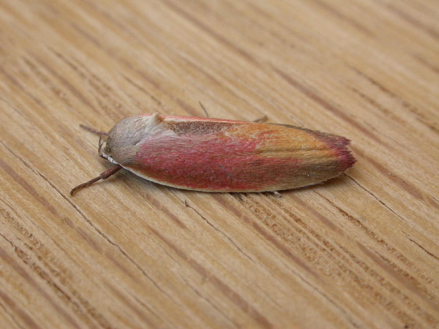 Ptyoptila (Ptyoptila)