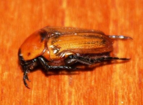 Leucocelis (Leucocelis)