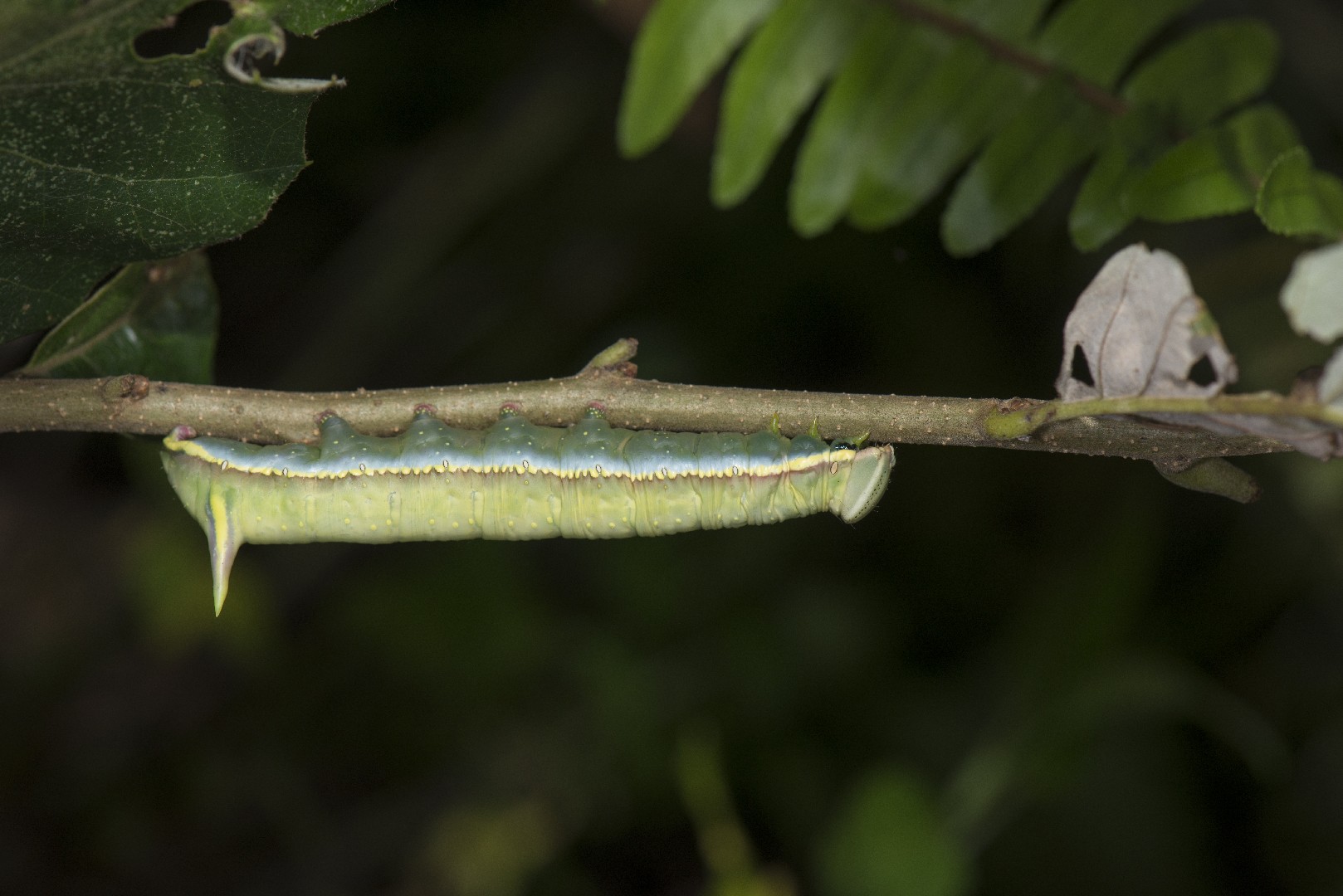 Rachiades (Rachiades)